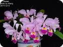 Cattleya trianae